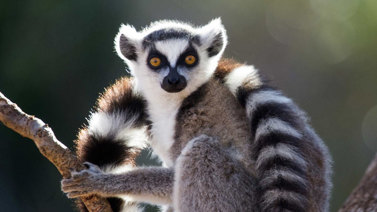 Лемуры из семейства кошачьих.