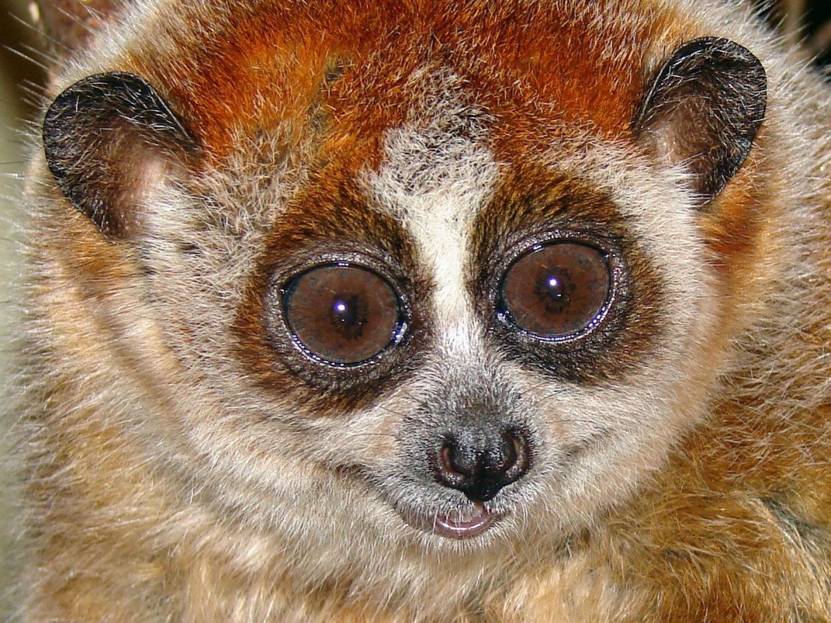 Лемур Лори толстый