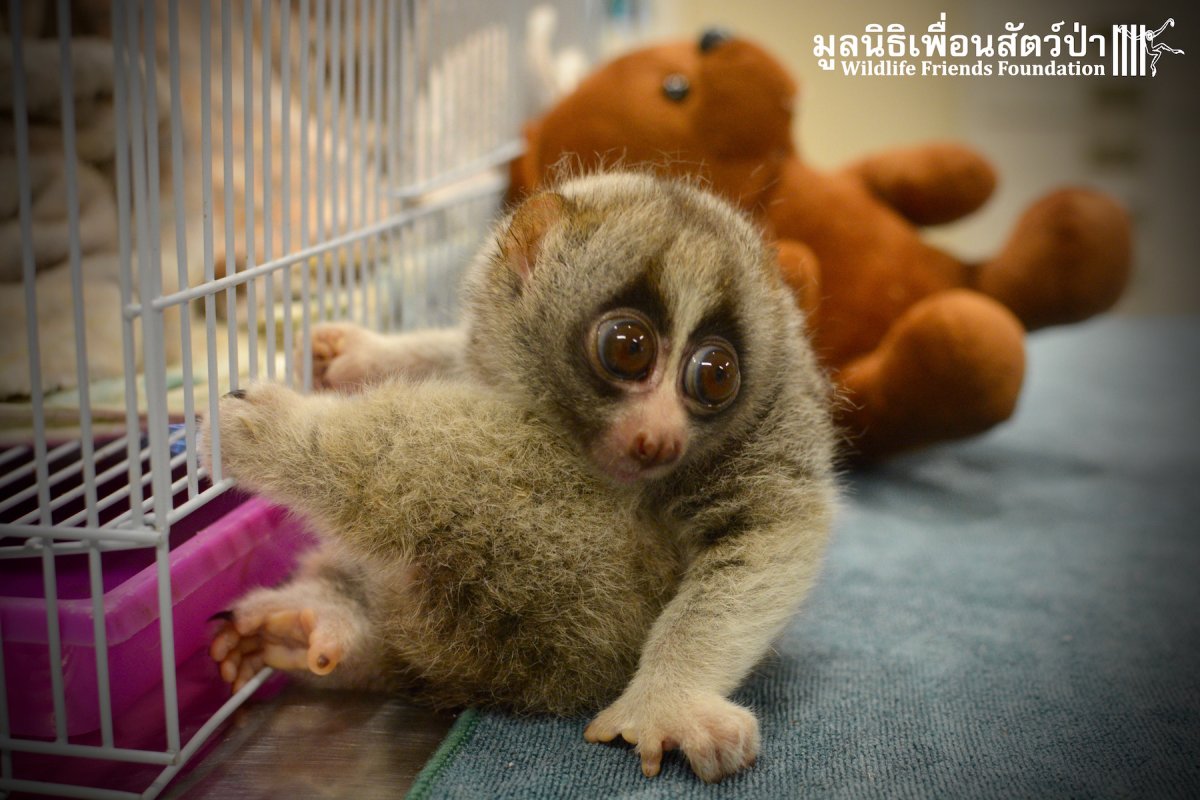 Маленькие Лори домашние