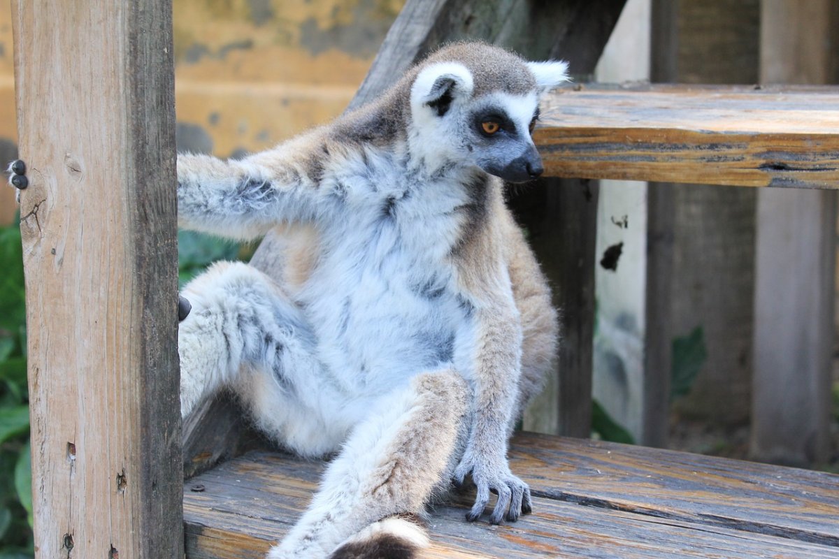 Лемур домашний