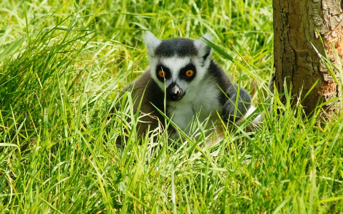 Зеленый лемур