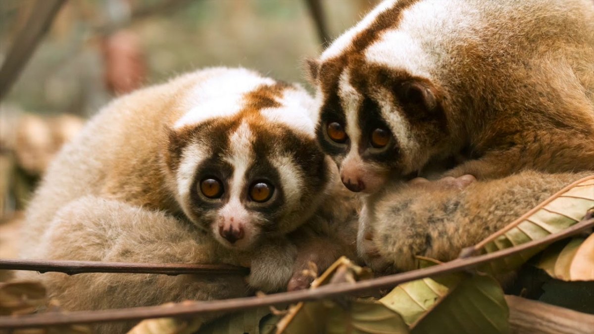 Маленький лемур с большими глазами