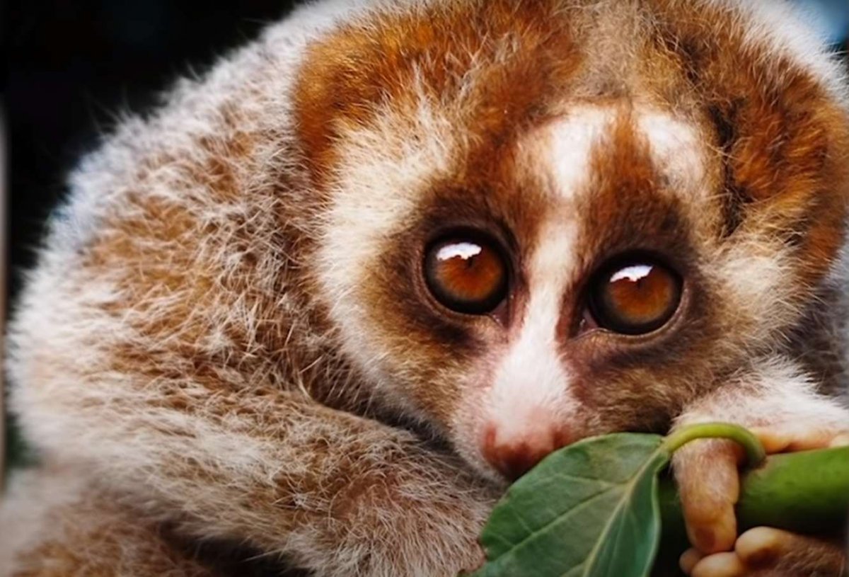 Милое животное с большими глазами