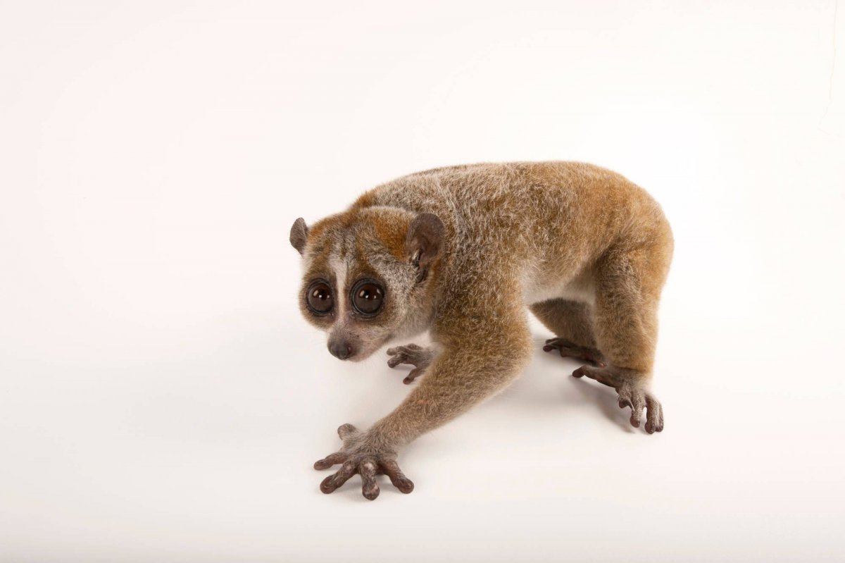 Лемур Лори в полный рост