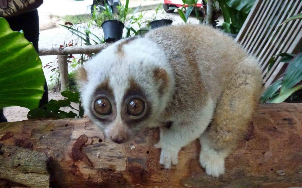 Милое животное с большими глазами