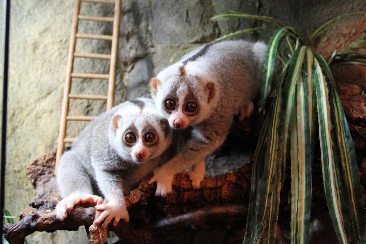 Лемурообразные Лори