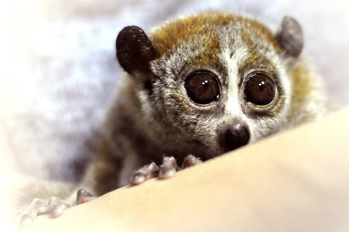 Лемур Лори настоящий