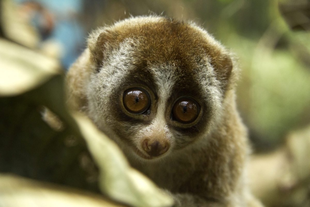 Обезьянка лемур Лори