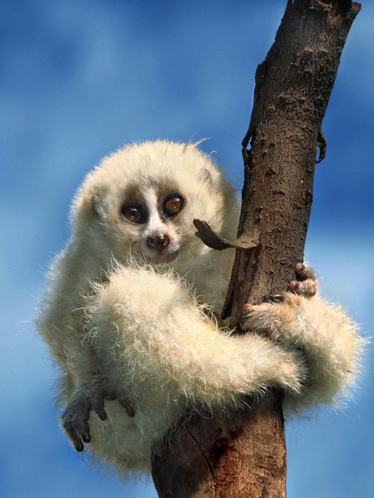 Медовый Лори зверёк