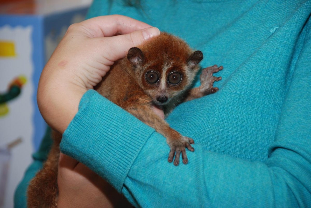 Экзотические маленькие домашние животные для квартиры