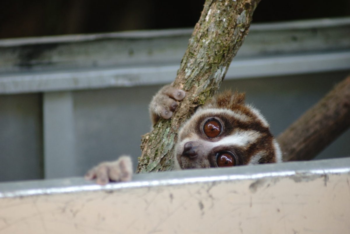 Медленный Лори