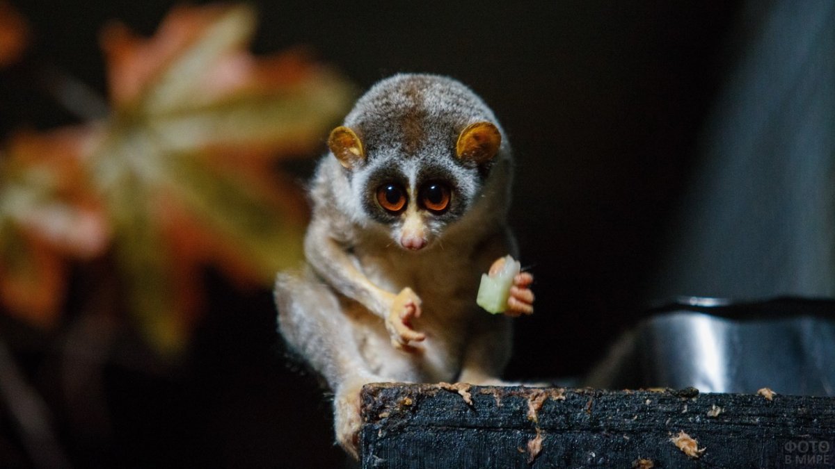 Малый лемур Лори