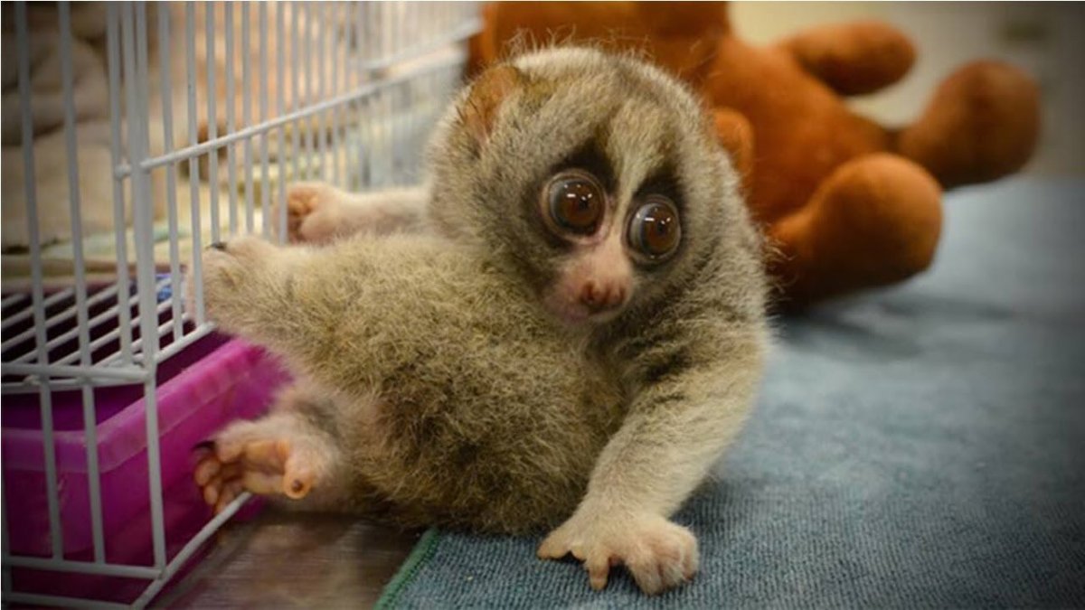 Лемур Лори домашний