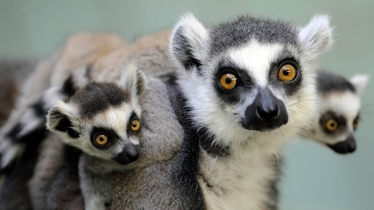 Мадагаскарский Лори