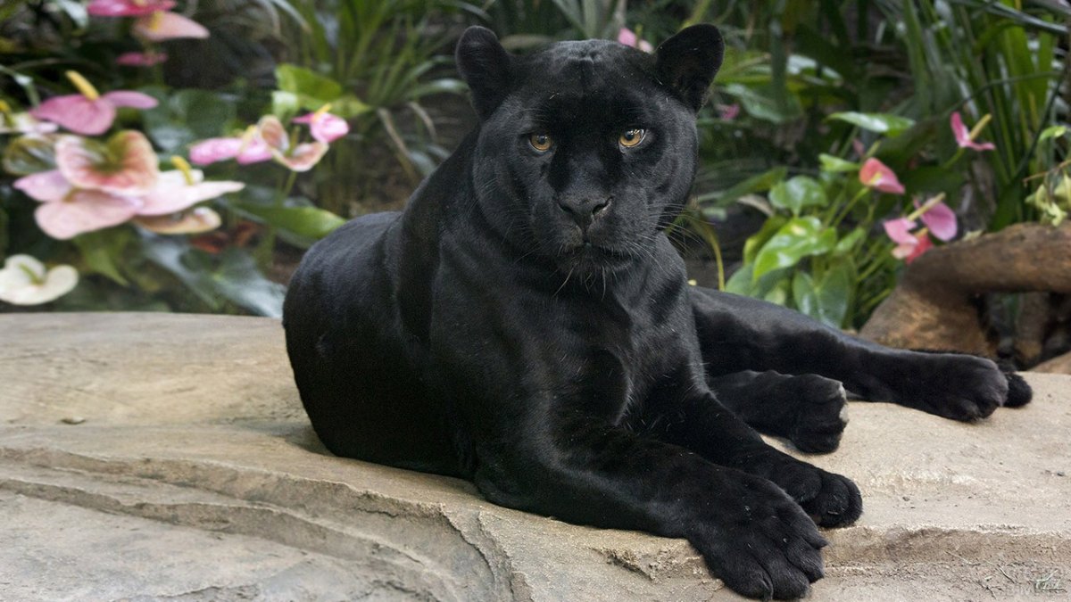 Леопард меланист