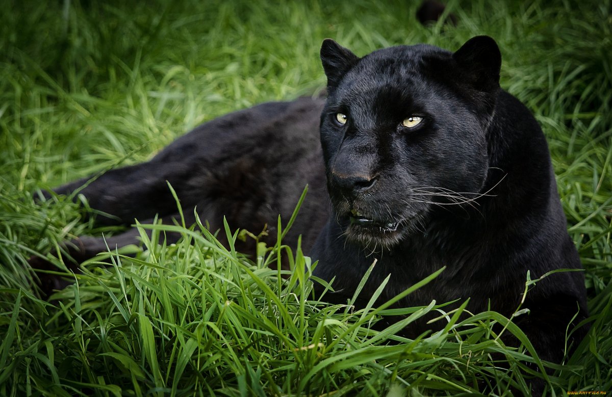 Пума черная