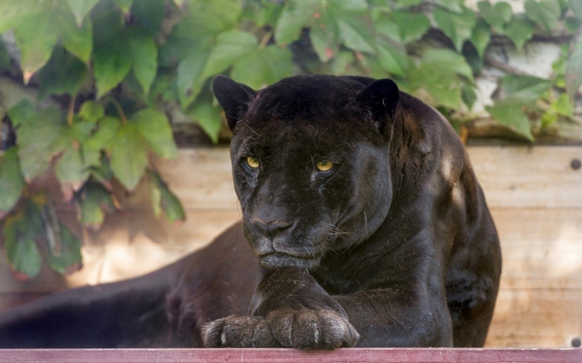 Пума Ягуар пантера