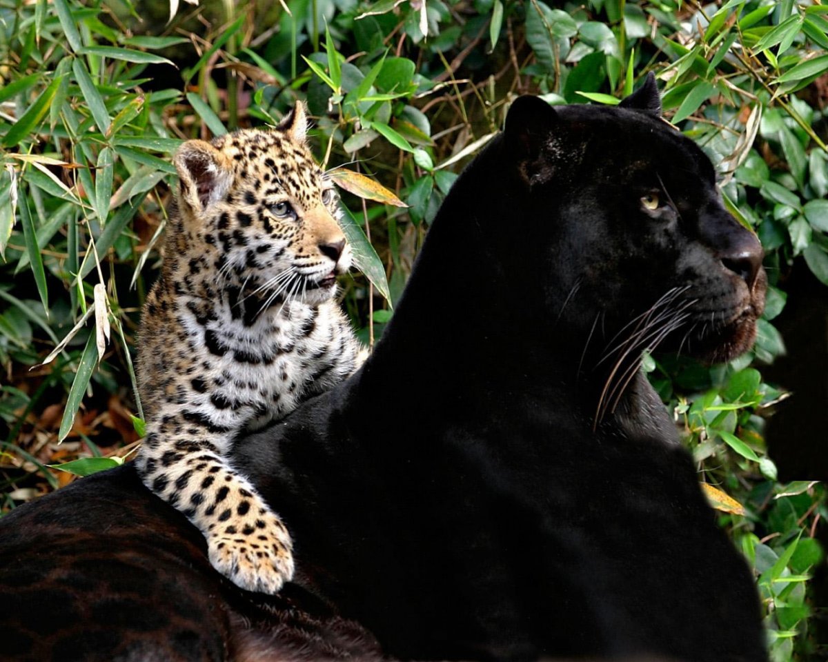 Леопард меланист