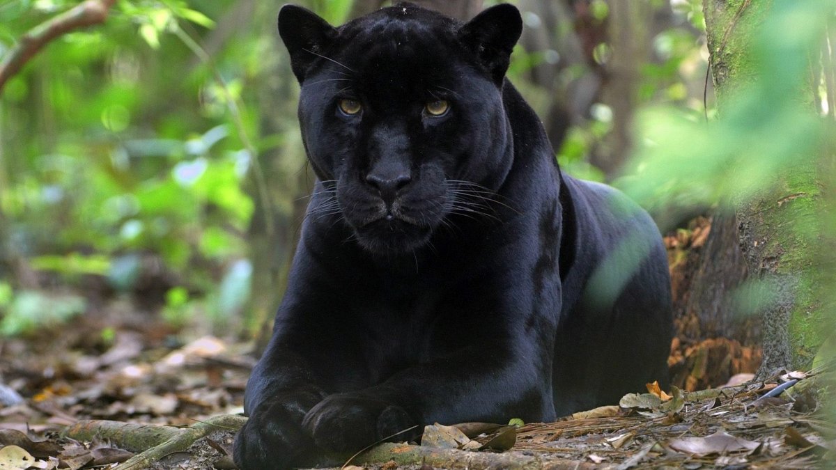 Пума Ягуар пантера