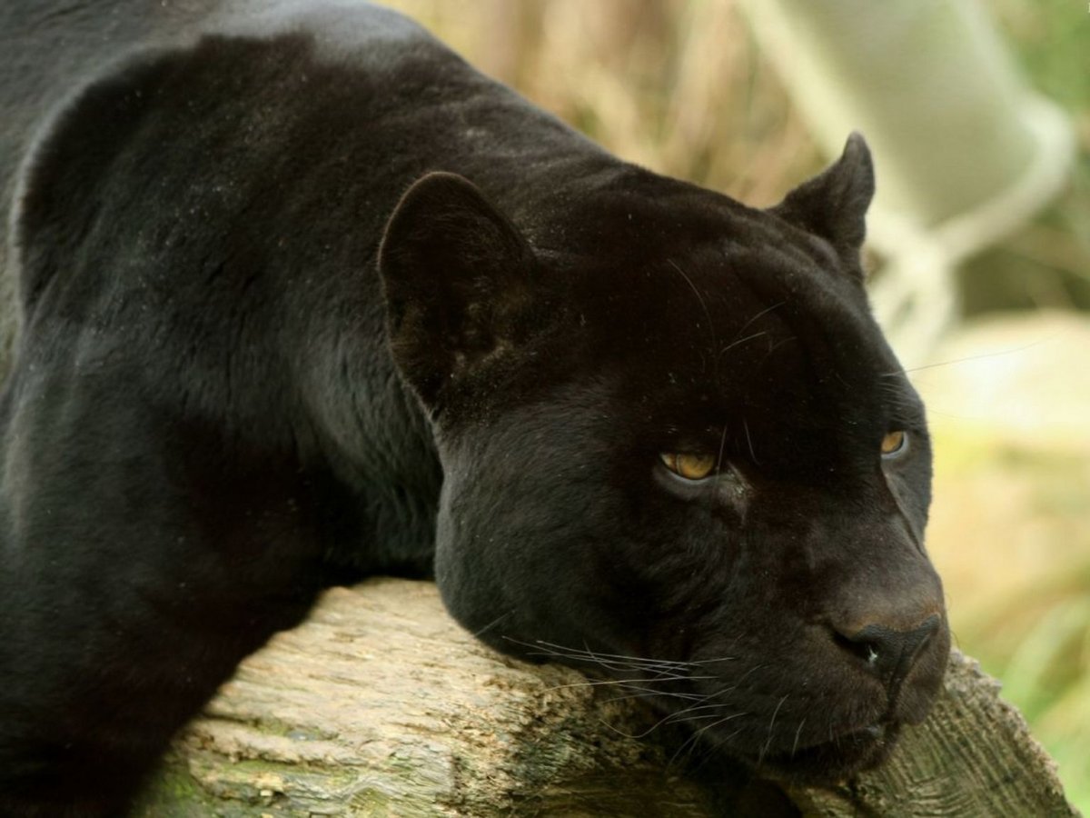 Черная Пума Багира