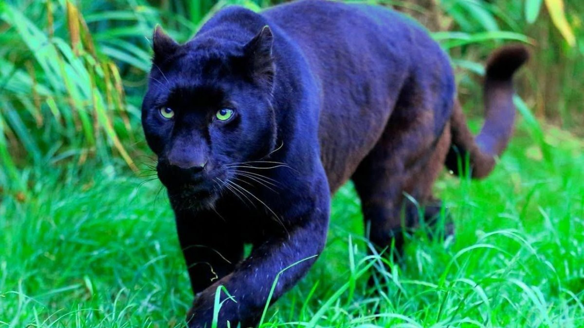 Меланийский тигр пантера