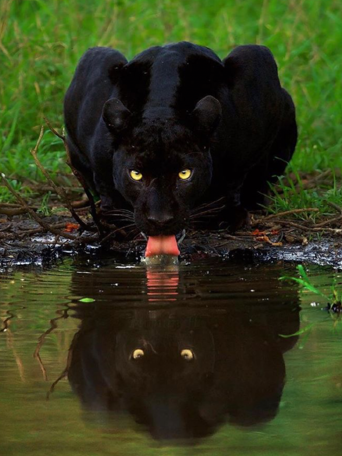 Пума черная