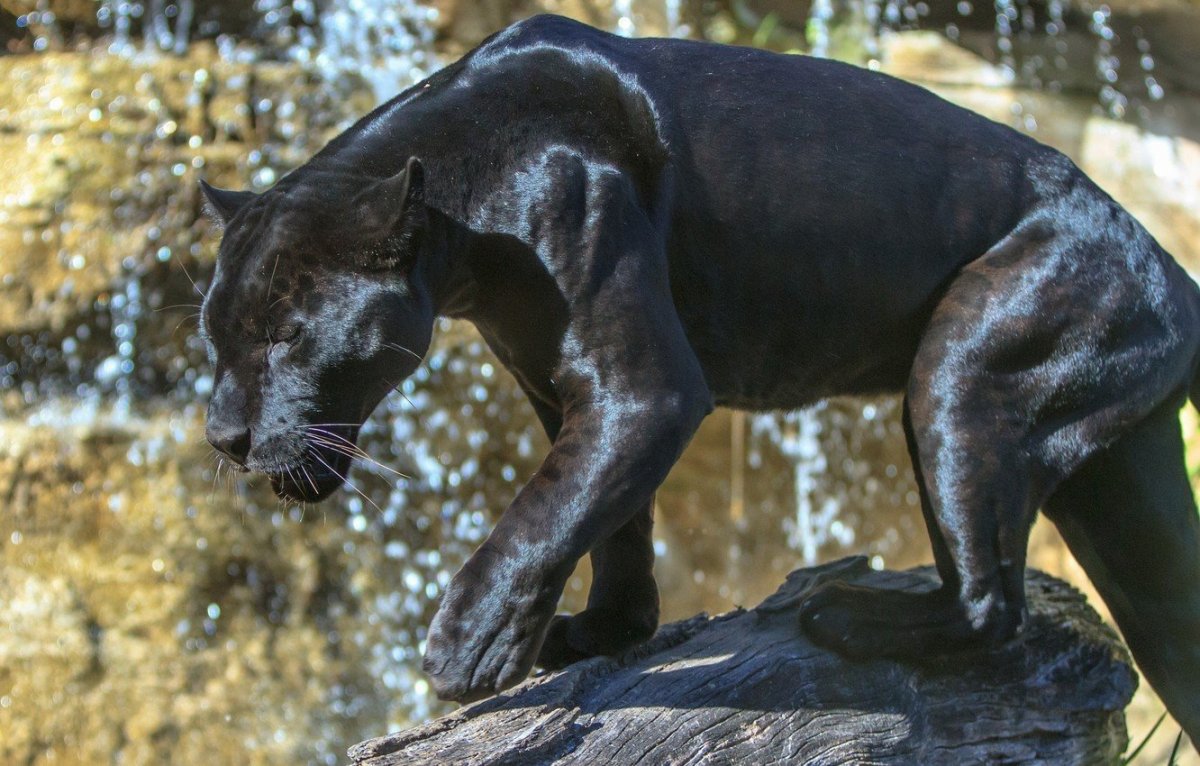 Черная пантера животное Ягуар