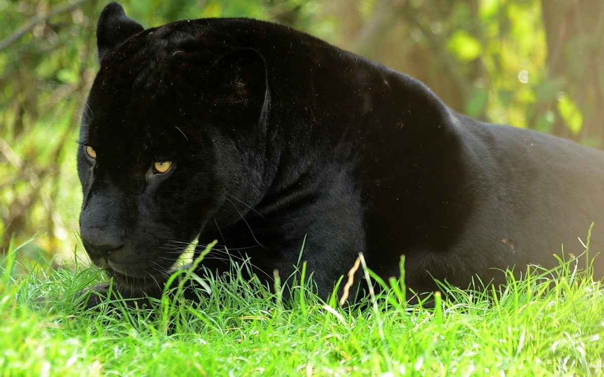 Черная пантера животное Ягуар