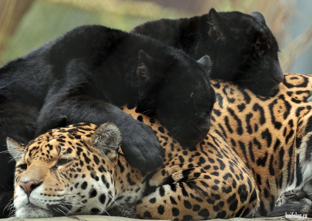 Черный Ягуар и черный леопард