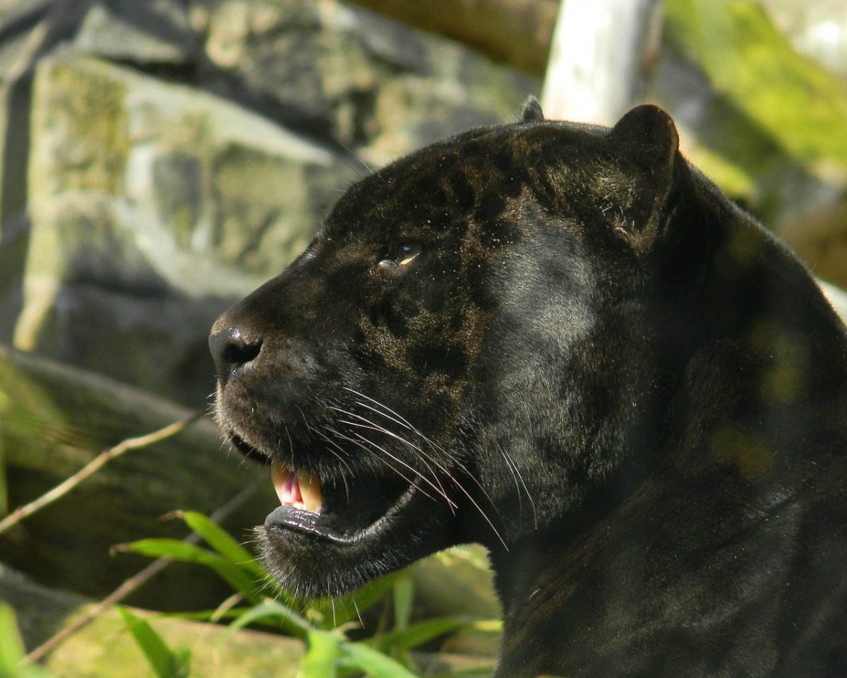 Ягуар меланист