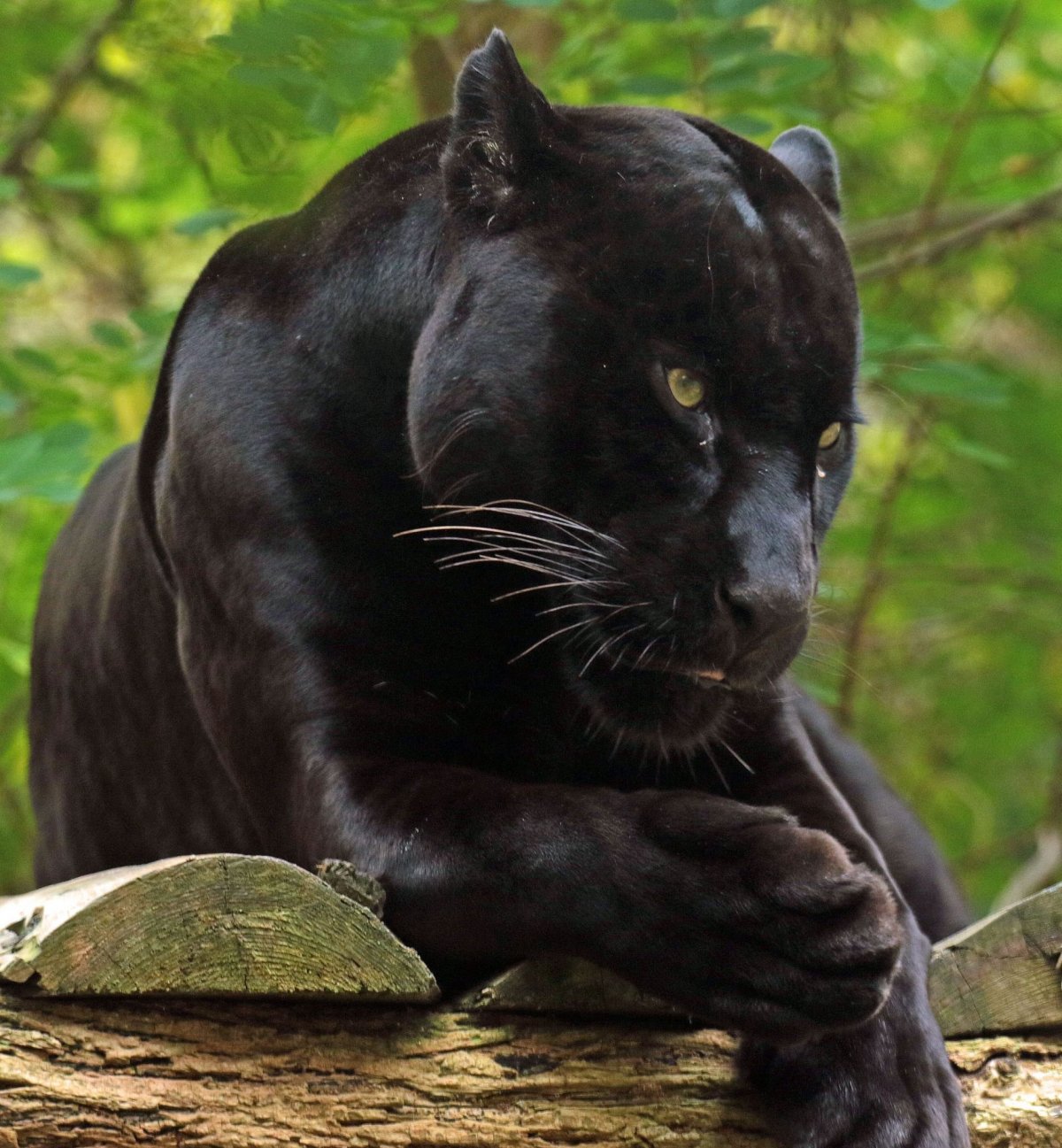 Черная пантера на охоте