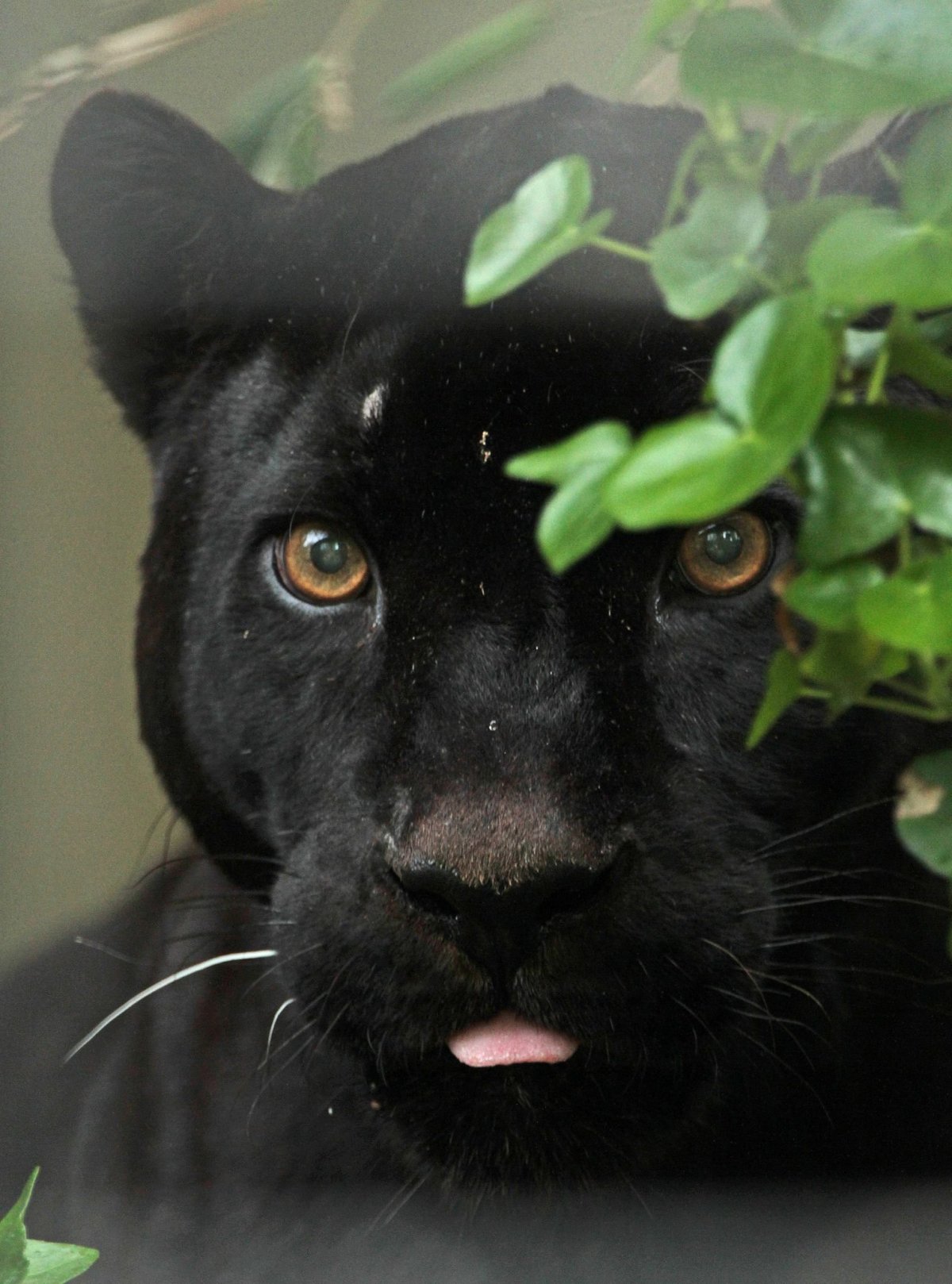 Гималайская пантера