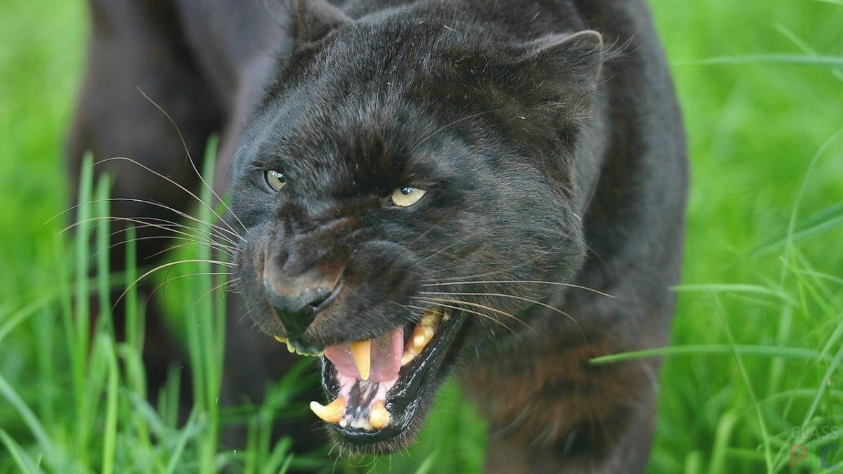 Мексиканская Пума оскал