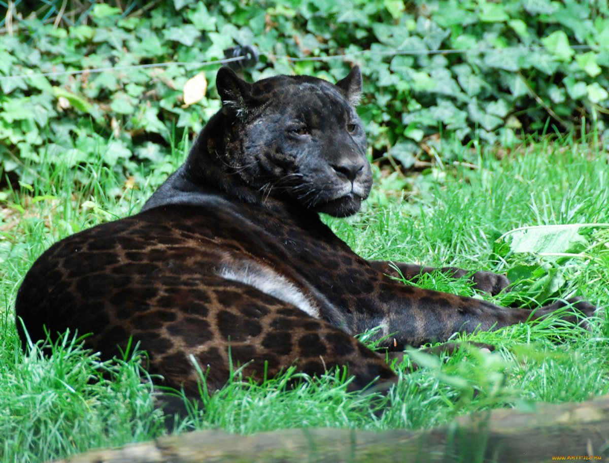 Ягуар меланист