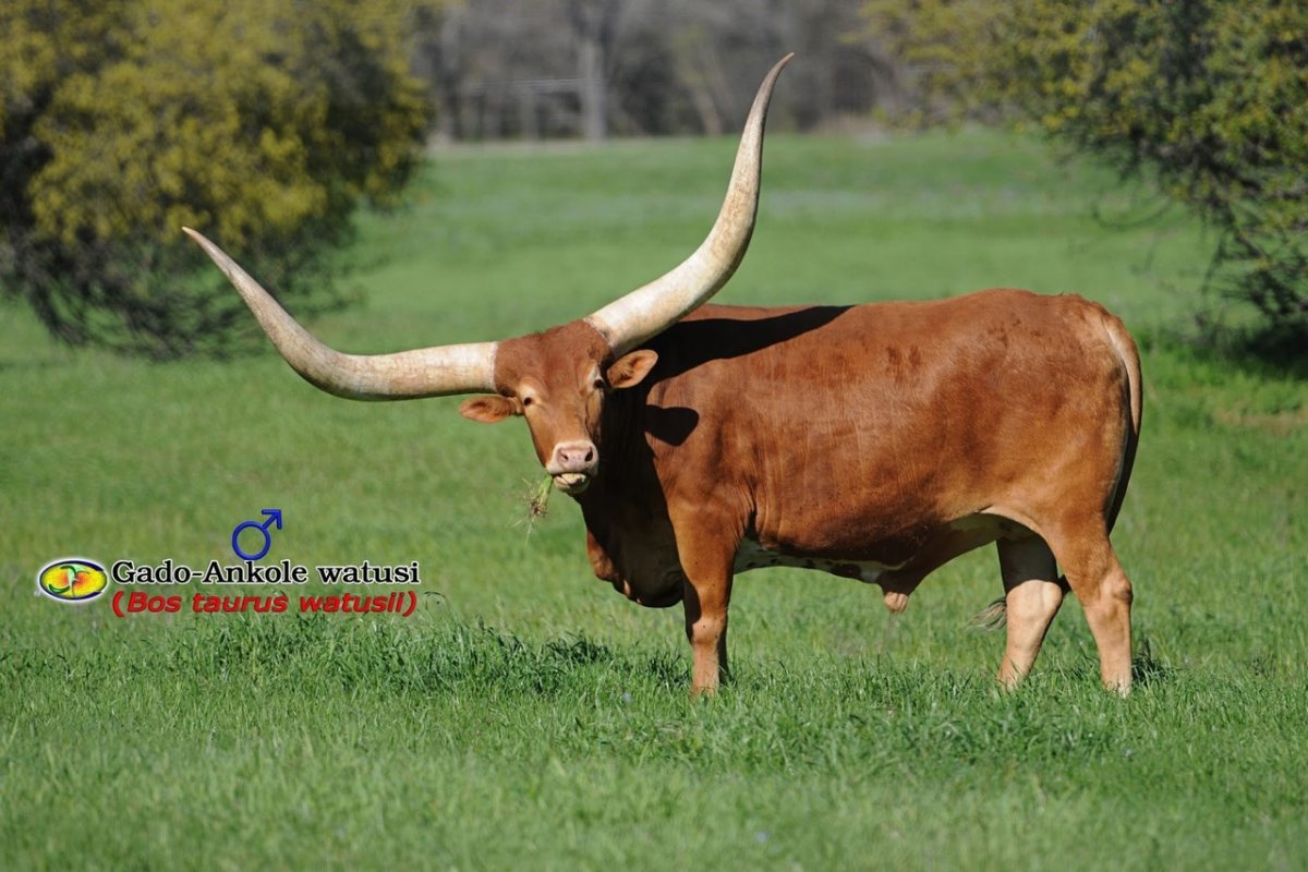 Ватусси дикий бык