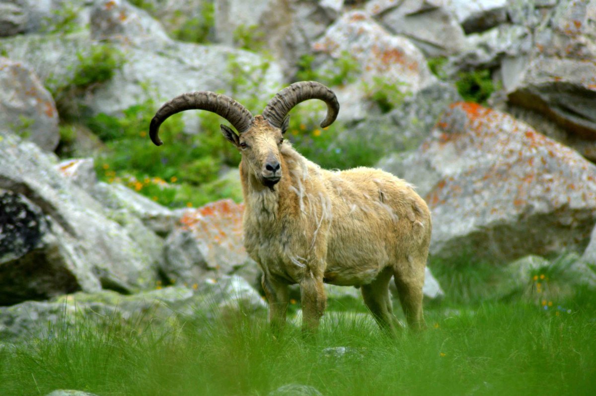 Западно-кавказский тур Тебердинский заповедник
