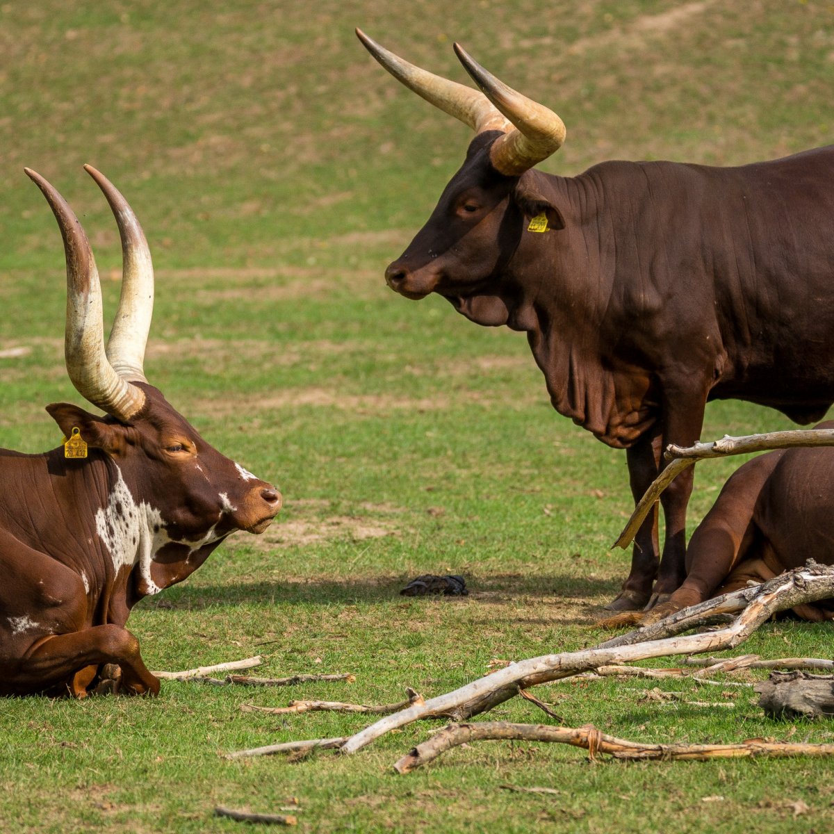 Горный козел Ибекс