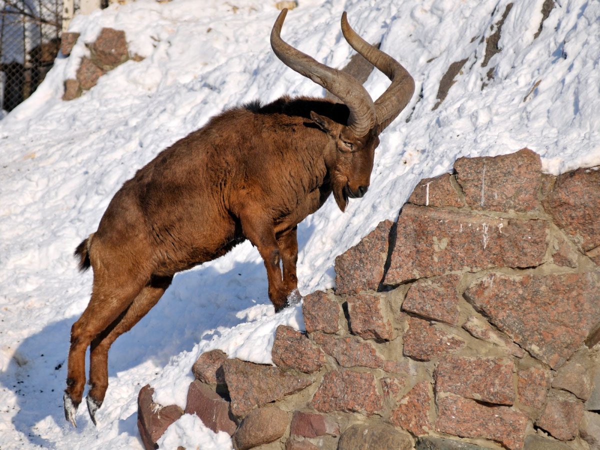 Дагестанский тур в Московском зоопарке