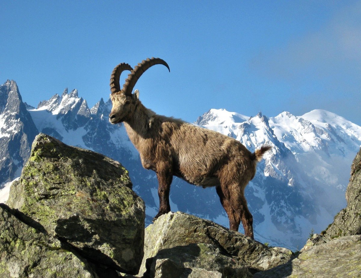 Большерогий Бизон