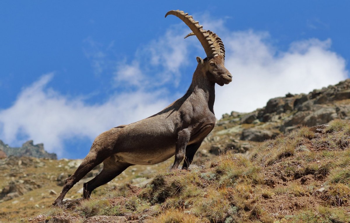 Тянь-Шанский горный козёл