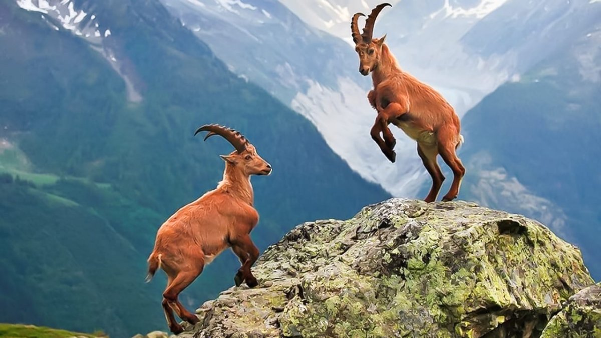 Альпийский горный козел Швейцария