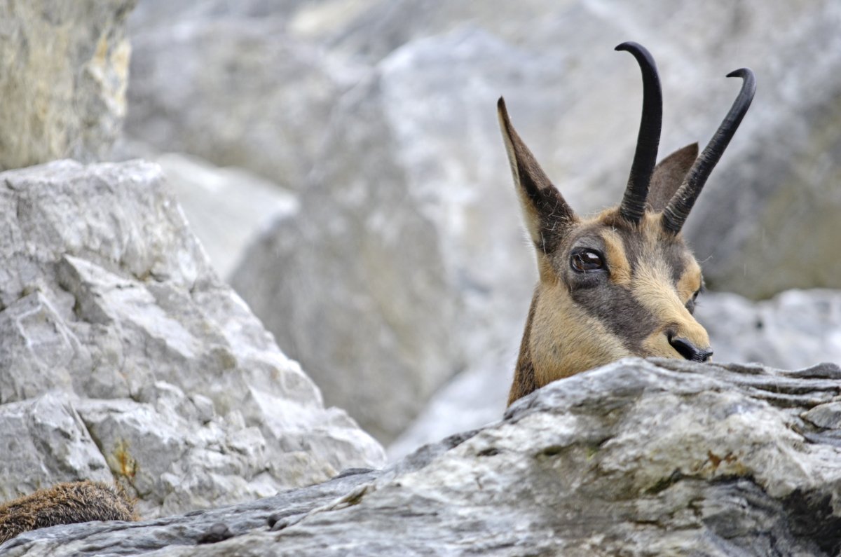 Бизон Виньян