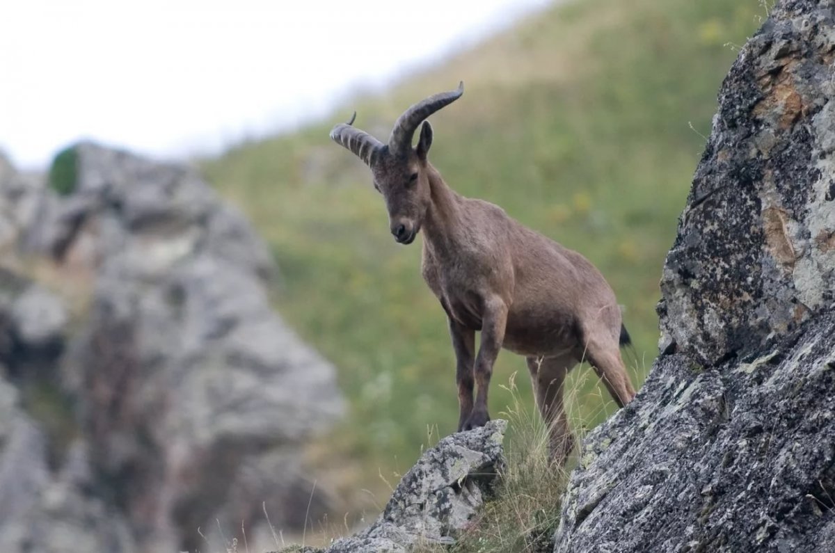 Горный баран аргали