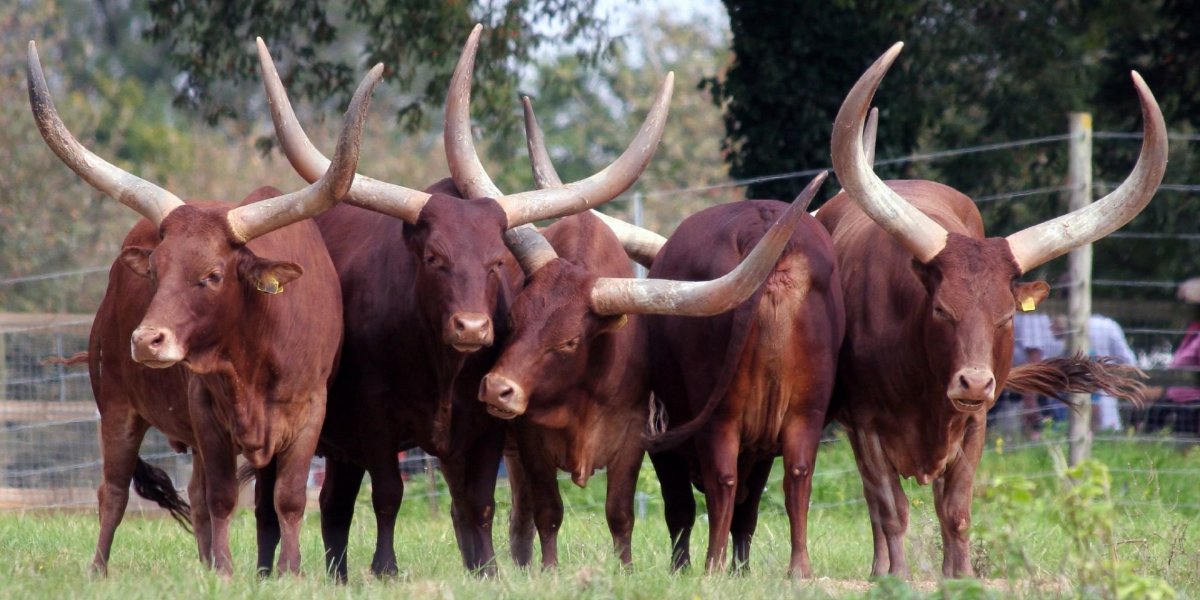 Сибирский горный козёл