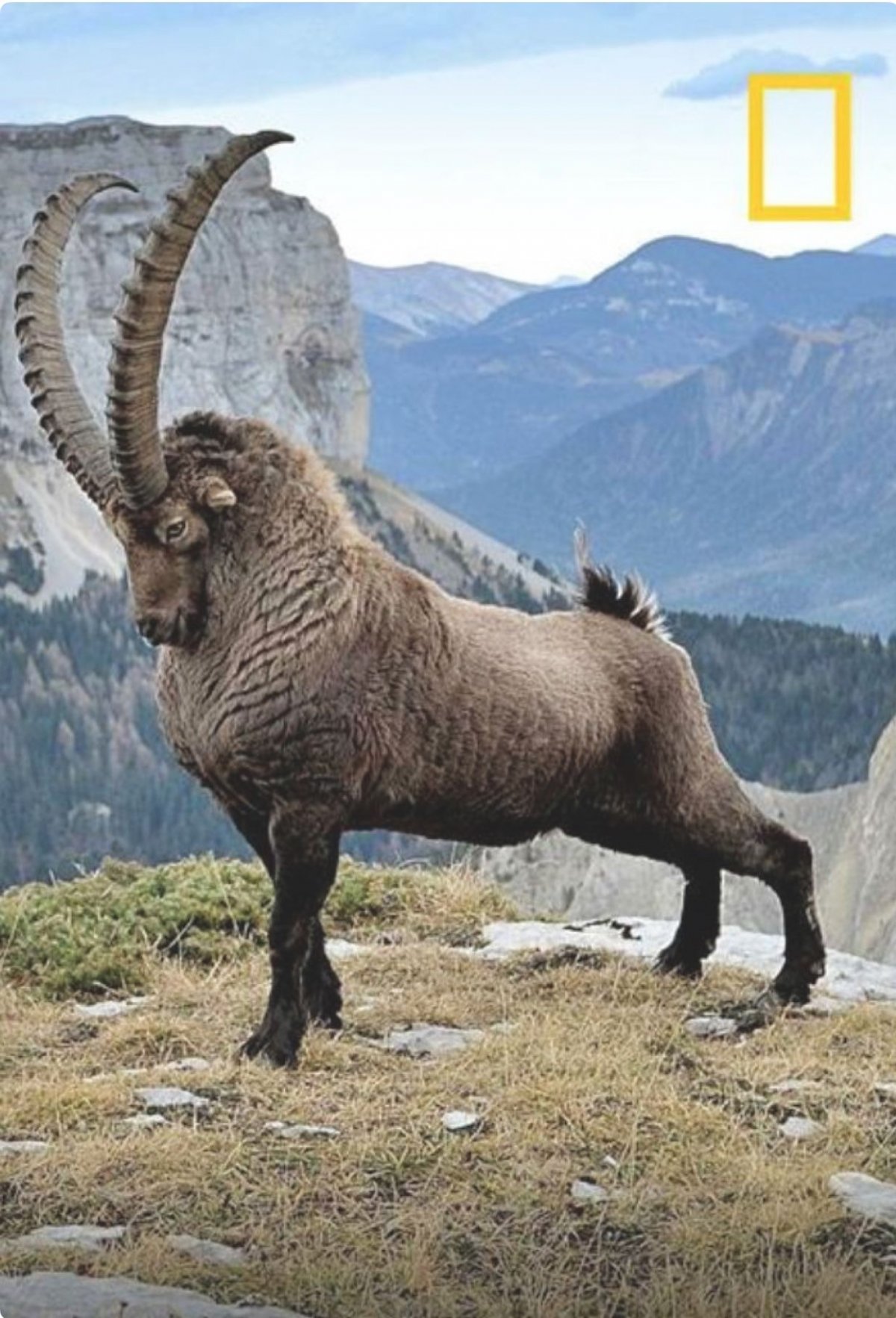 Нубийский горный козел