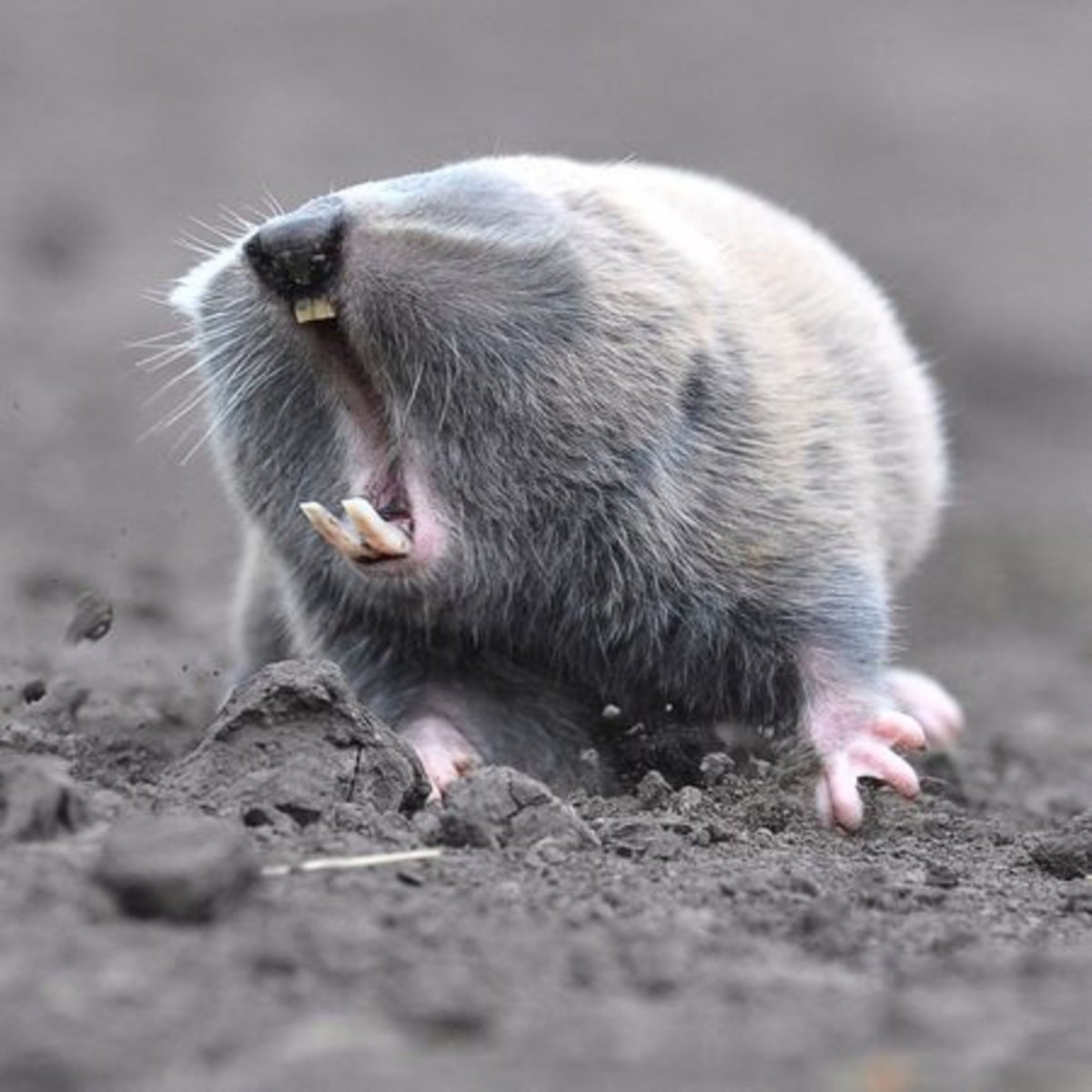 Крот слепыш обыкновенный