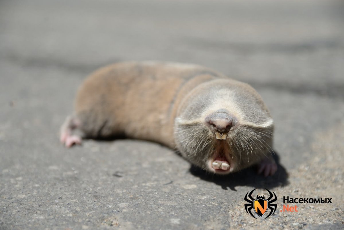 Крот слепыш