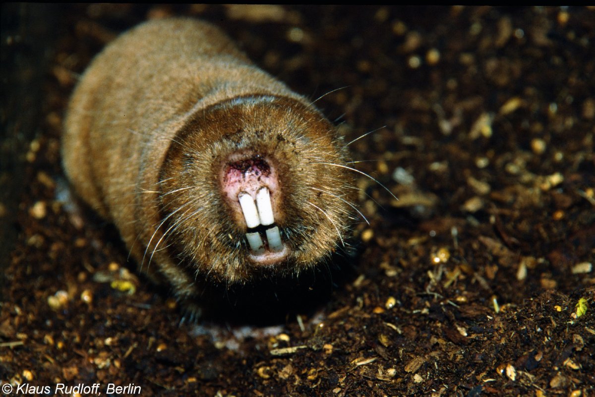 Крот Европейский обыкновенный