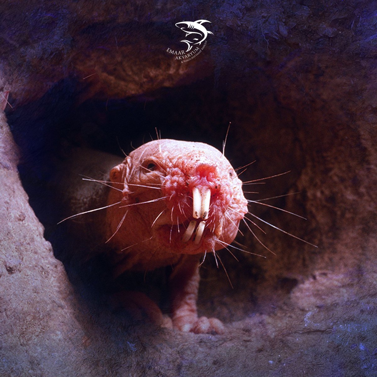 Крот слепыш обыкновенный