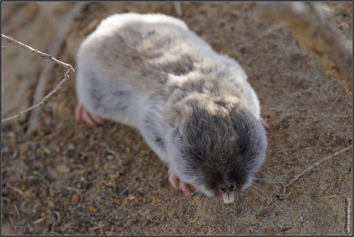 Щеня слепыш